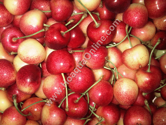 Cherry  Vàng - Trái Anh Đào Màu Vàng 